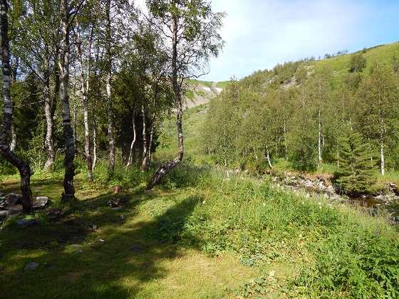 лесотундра-урала