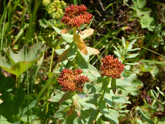 родиола-розовая-урал