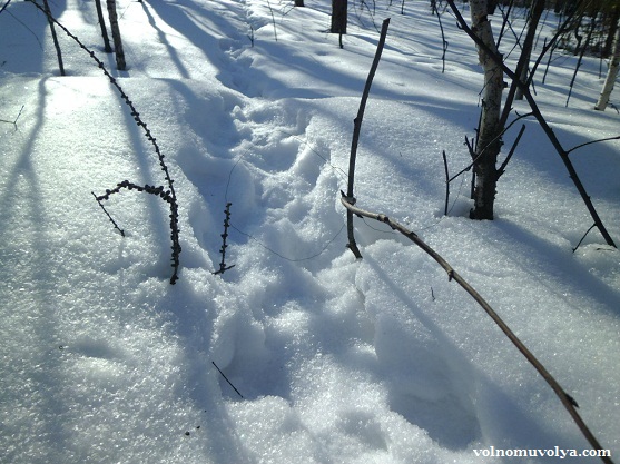 петли на зайца зимой