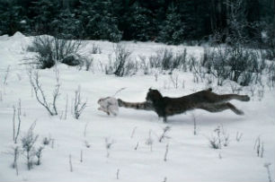 животные тайги