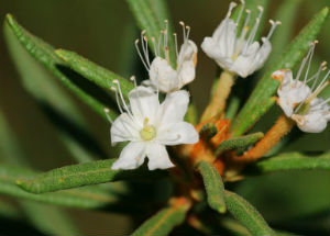 багульник-болотный-урал