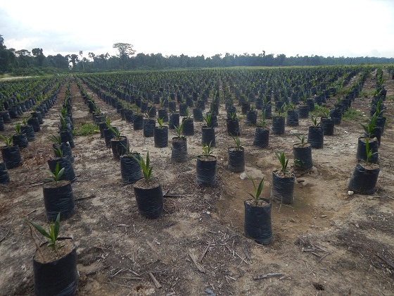 масляничная пальма молодые ростки