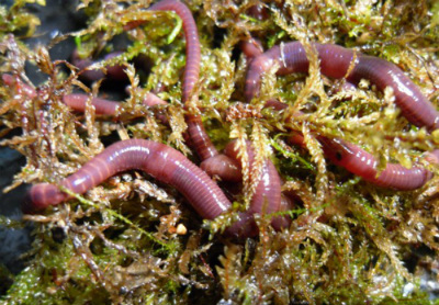 черви хранение