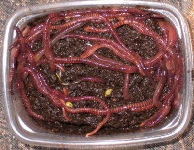 черви-дождевые