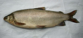 рыба-сибирь