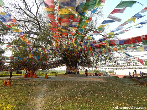 Дерево-Бодхи
