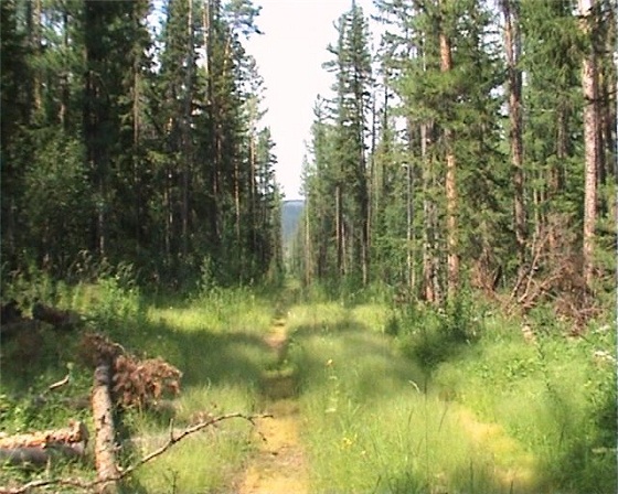 таежная-дорога