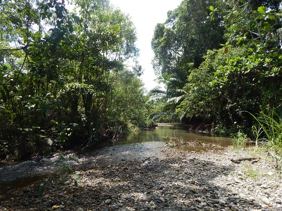 джунгли папуа новой гвинеи