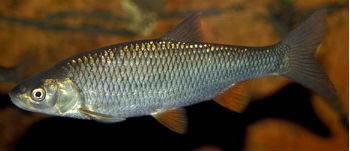 елец-сибирский