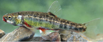 Гольян речной гольян-речной