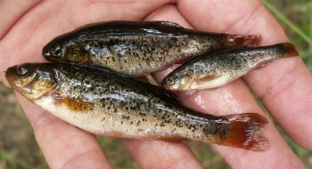 Гольян озёрный гольян-озерный