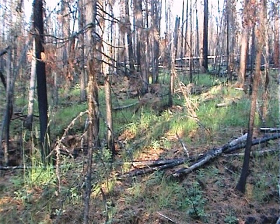 Горелая-тайга-гарь