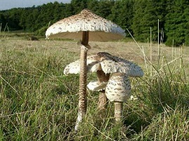 гриб-зонтик-фото