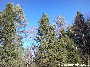 таёжный-лес