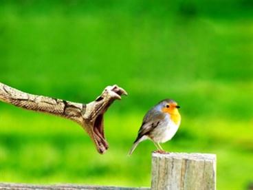 опасности в джунглях