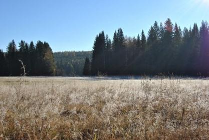 весенний-поход-в-лес