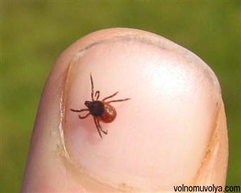 Клещи-в-лесу