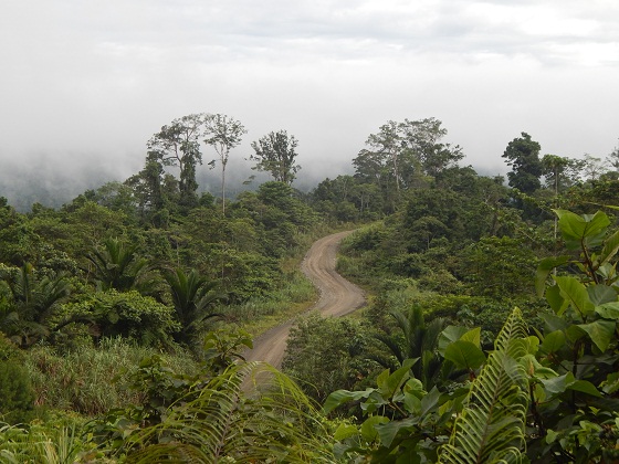 в джунглях папуа новой гвинеи