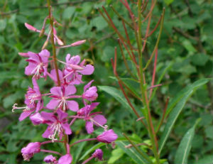 иван-чай-кипрей