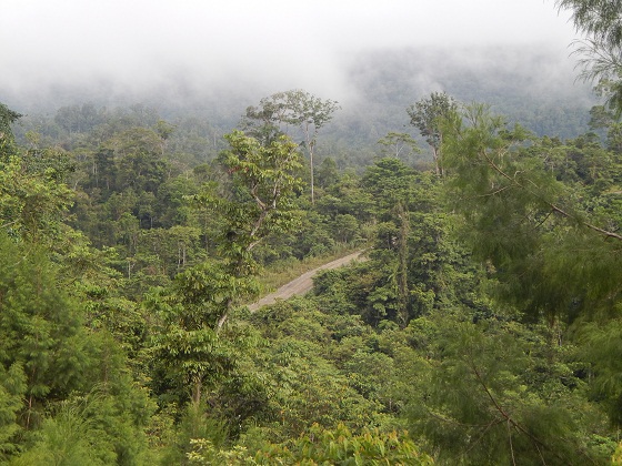 дорога в джунглях