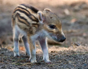 детеныш кабана