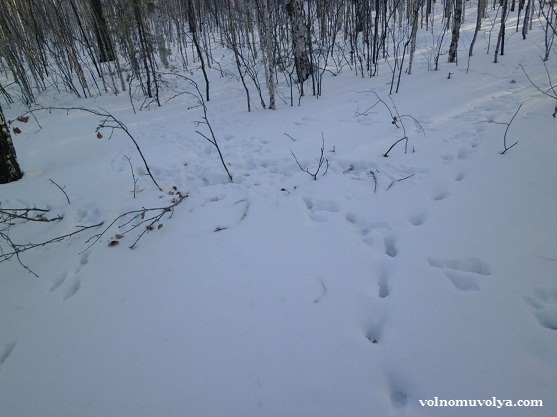 заячьи следы на снегу зимой