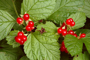 костяника-растение-урала