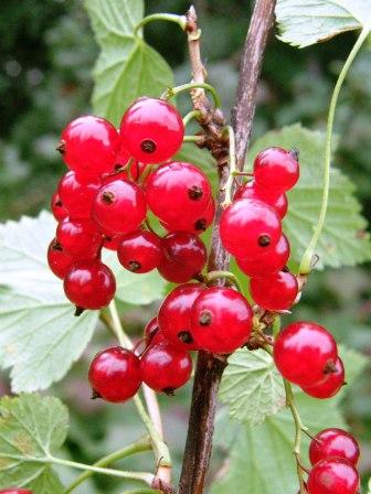 красная-смородина