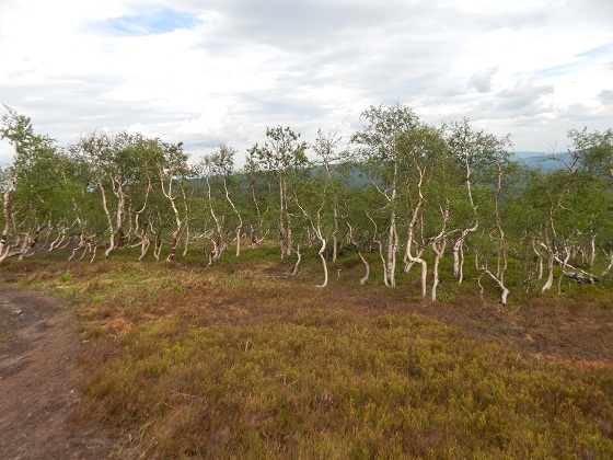 кривые березы в тундре урал