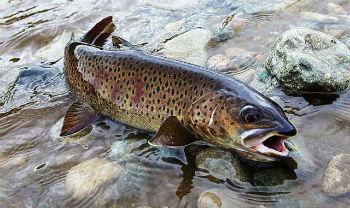 ленок-северная-рыба