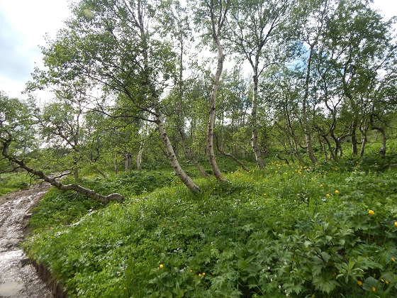 уральская лесотундра