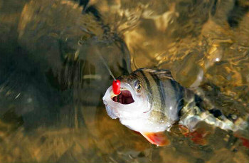 ловля на мормышку летом