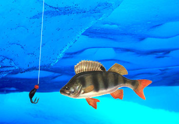 Ловля окуня зимой