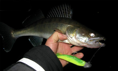 сазан в ночное время