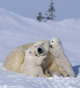 медведица-с-медвежатами