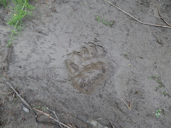 след медведя перевал дятлова
