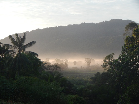утро в тропиках