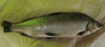 рыба-сибири