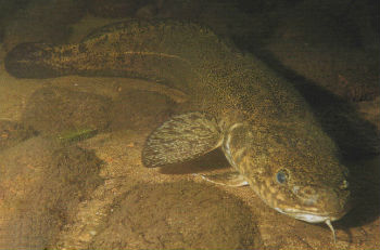 налим-в-воде