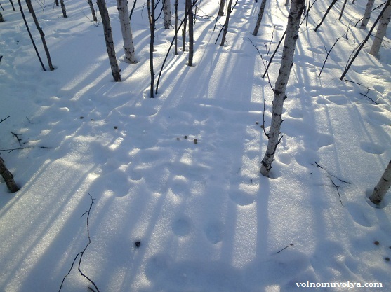 следы пребывания зайца