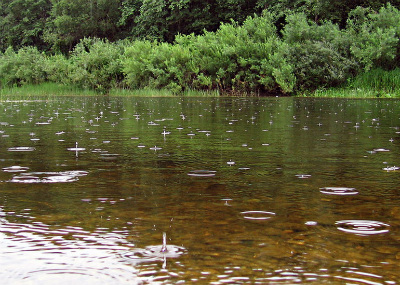 осадки поведение рыбы