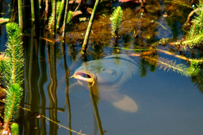 поведение рыбы в воде