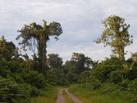 природа новой гвинеи джунгли