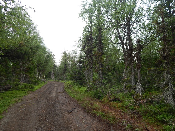 перевал дятлова тропа в предгорье
