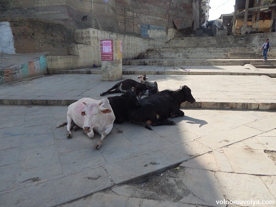 Поездка-в-Индию-варанаси