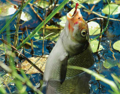 пойманная рыба