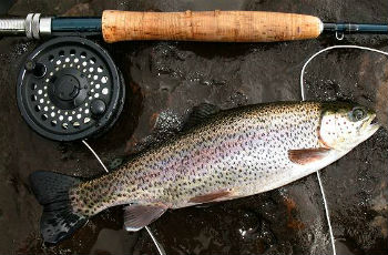 радужная-форель