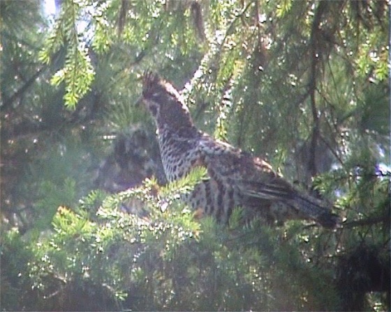 рябчик-на-тунгуске