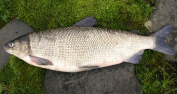 чир-тунгуска