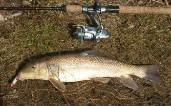 рыба-чукучан